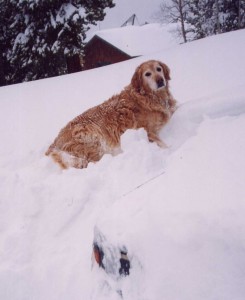 Shelby laying on the street looking down on the hood of the truck in the Blizzard of 2003