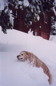 The Blizzard of 2003