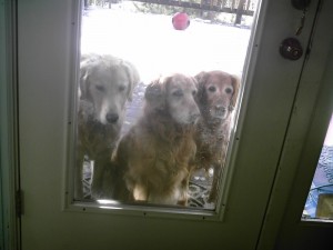 Let us in! Pleeaaase!